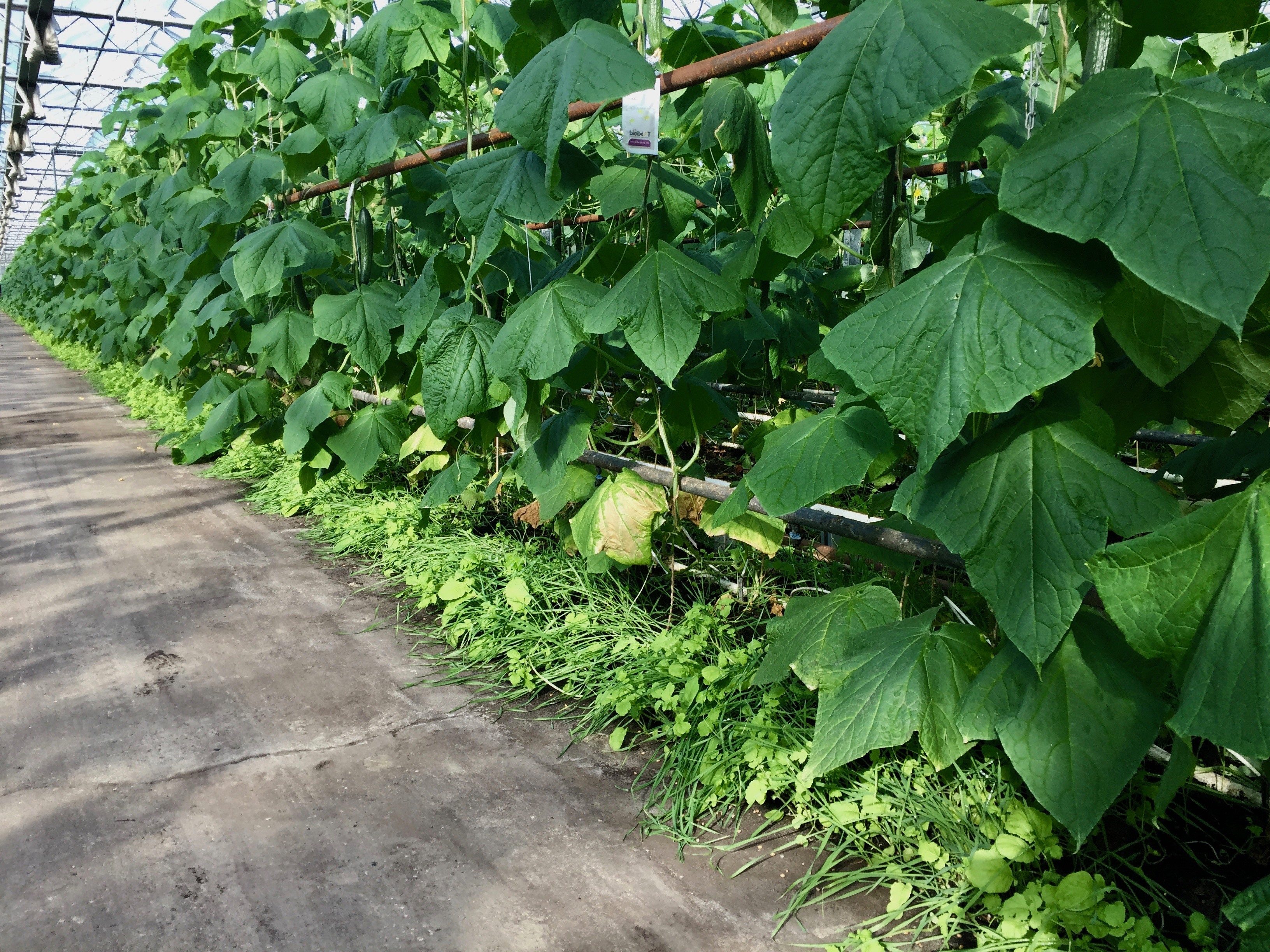 Manejo integrado de cultivos de cobertura en invernadero orgánico